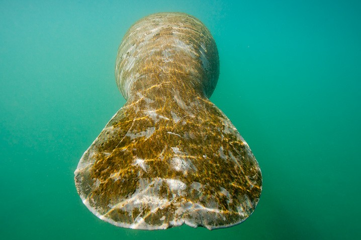 Karibik-Manati Trichechus manatus West Indian Manatee